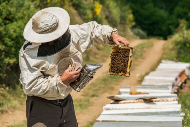 beekeeping business