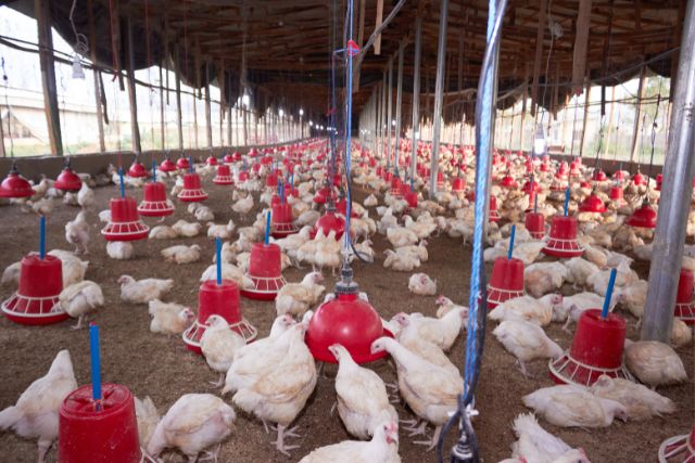 poultry farm business